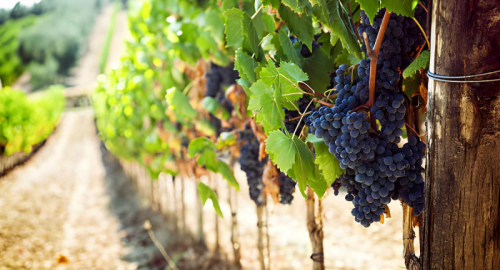 Viticoltura e cambiamento climatico: la ricerca del vigneto perfetto tra efficienza e rispetto per l'ambiente